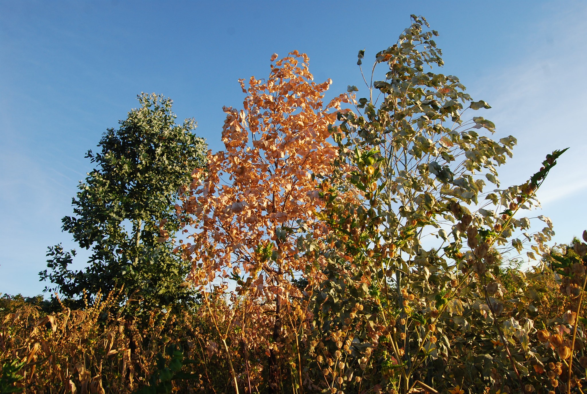 greening update 2014